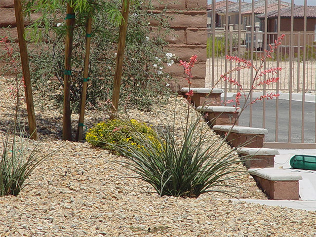 Keep your Las Vegas yard beautiful year round with the ...