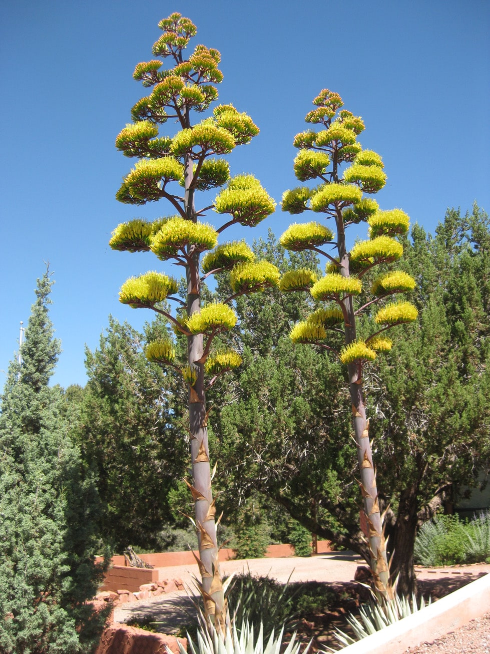 We Don't Plant Certain Trees in Las Vegas Landscaping