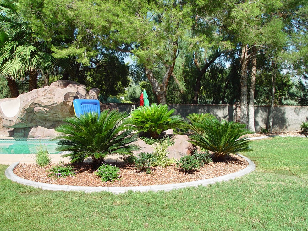 Palm Trees Flagstone Additional, Palm Tree Landscaping