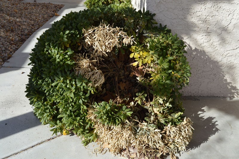 Landscape-Pest-control