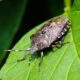 Insects in the Garden