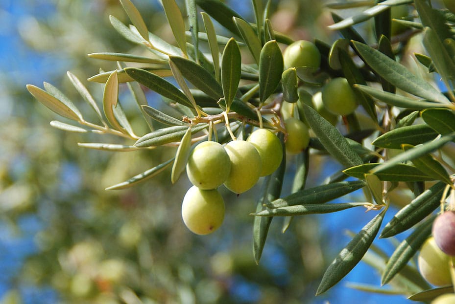 olive tree spraying box
