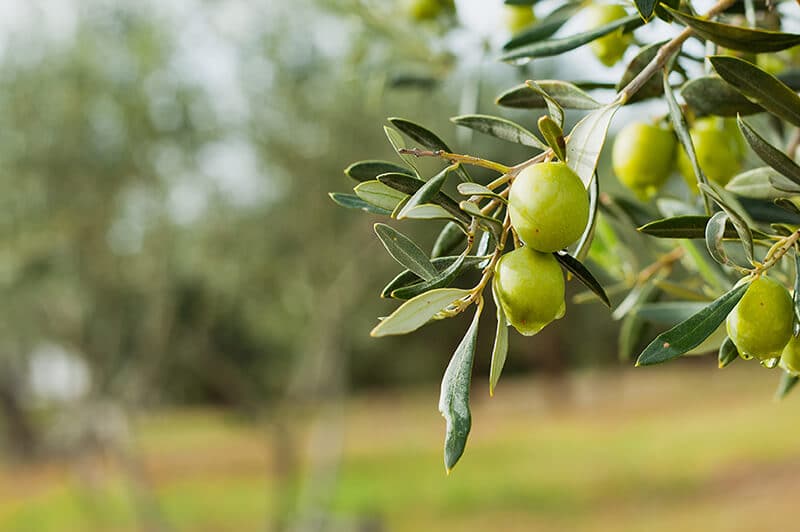 olive tree spraying box