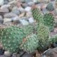 Xeriscape landscaping