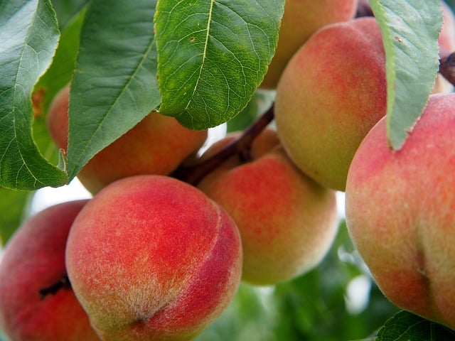 Landscaping Tips for Fruit Trees in Nevada