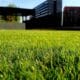 Common Lawn Problems and Solutions