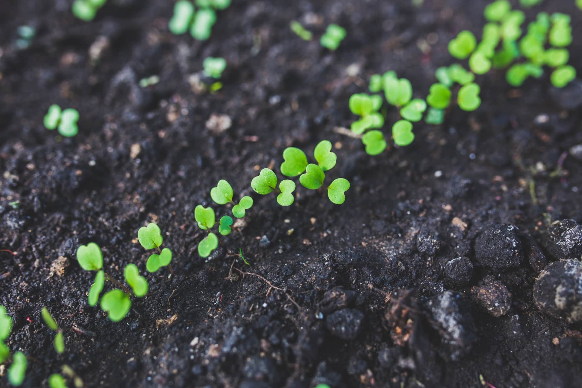 How to Prepare Soil for Planting