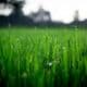 What Type of Grass You Should Plant For Your Lawn