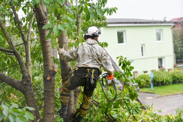 trim your trees