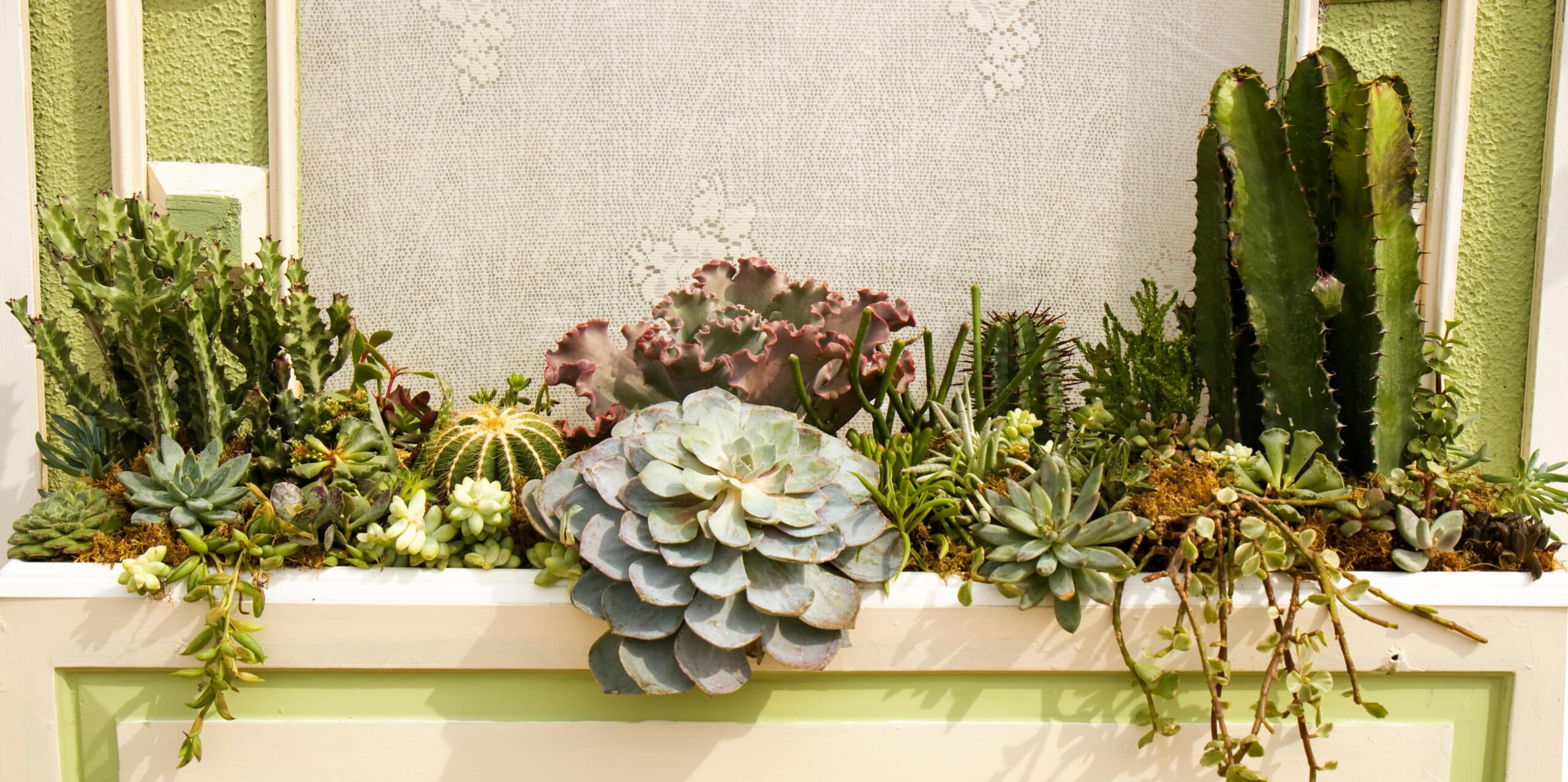 Variety of Cactus Plants in a Planter