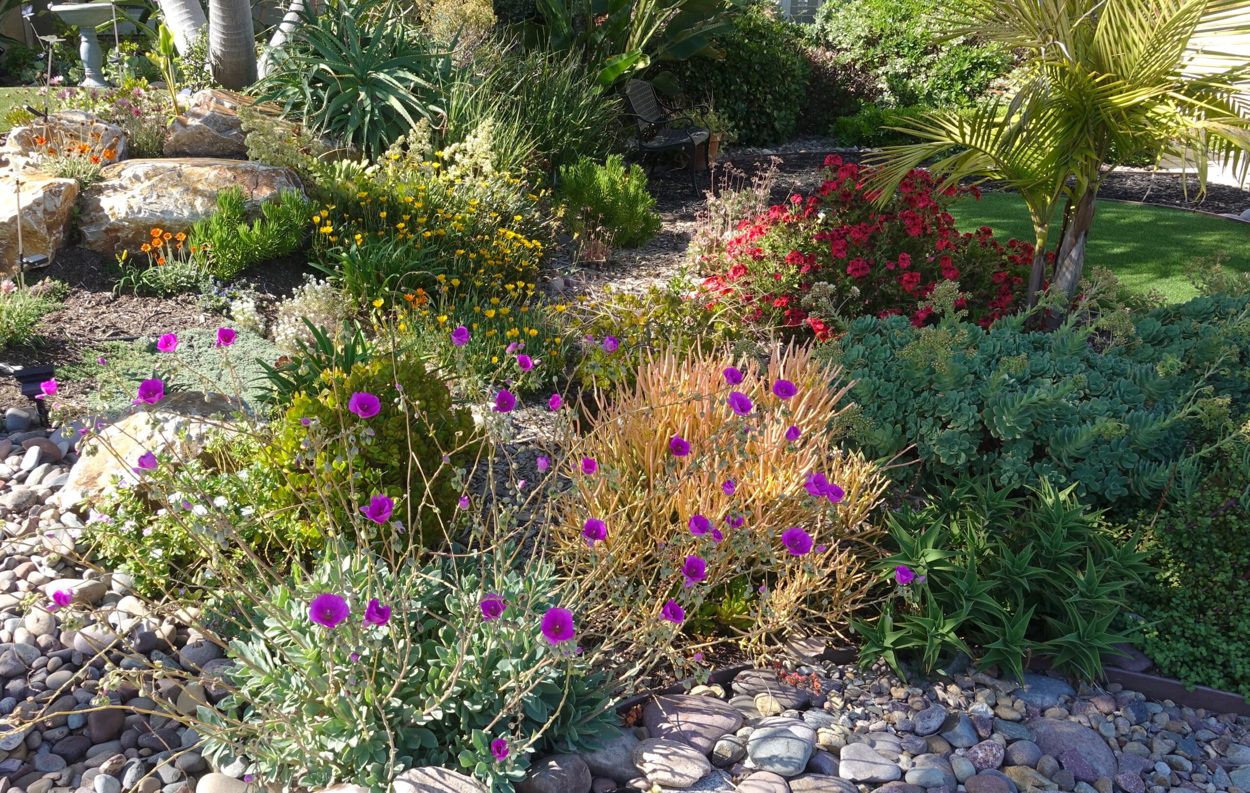 Shrubs and succulents in bloom in a drought tolerant landscaping