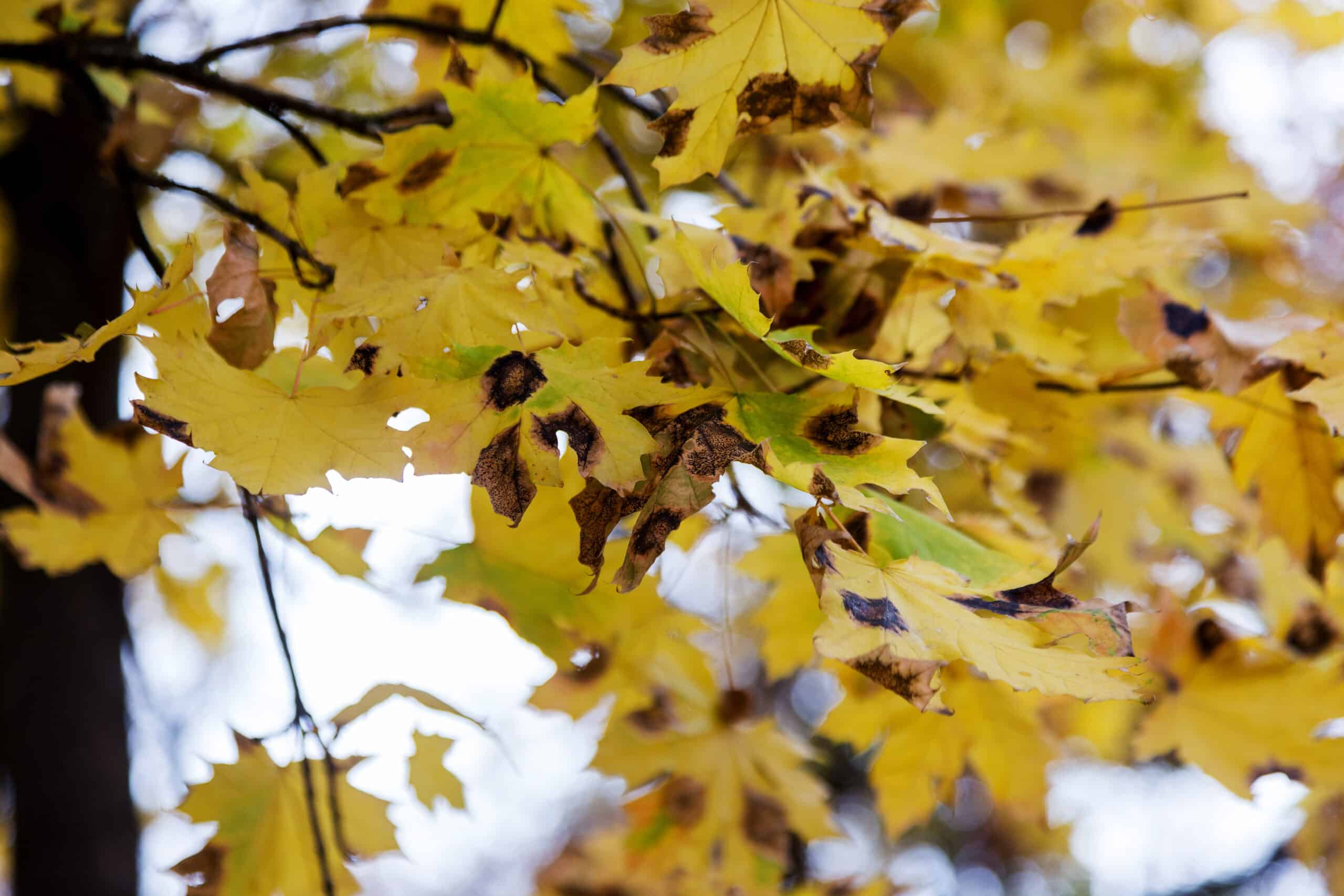 Brown Spots on leaves, round or irregular in shape with a dark e