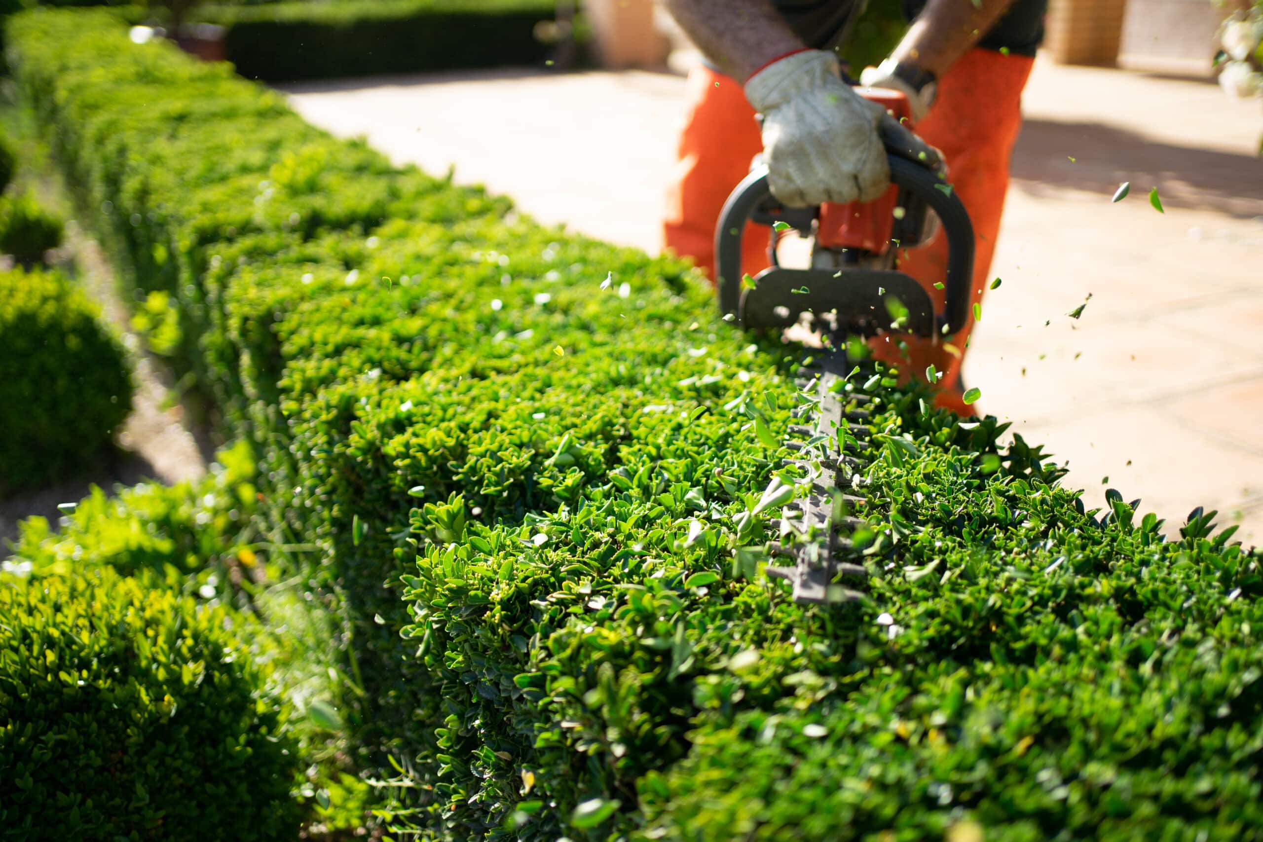 Home and garden concept. Hedge trimmer in action. Shrub trimming