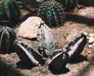 Las Vegas Gardening:How to Garden in a Desert City · Cacti Landscapes ...