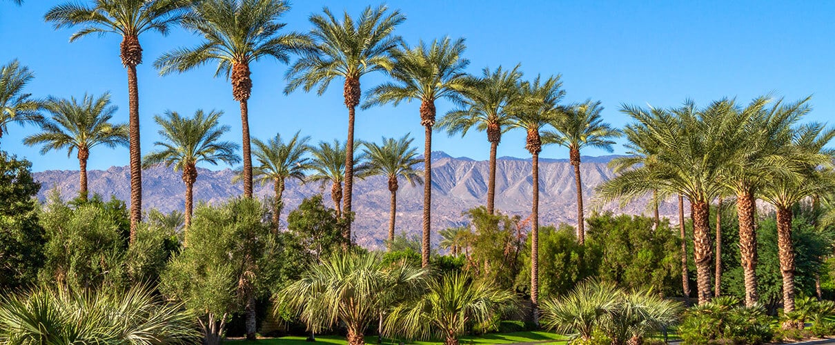 Las-Vegas-Palm-tress