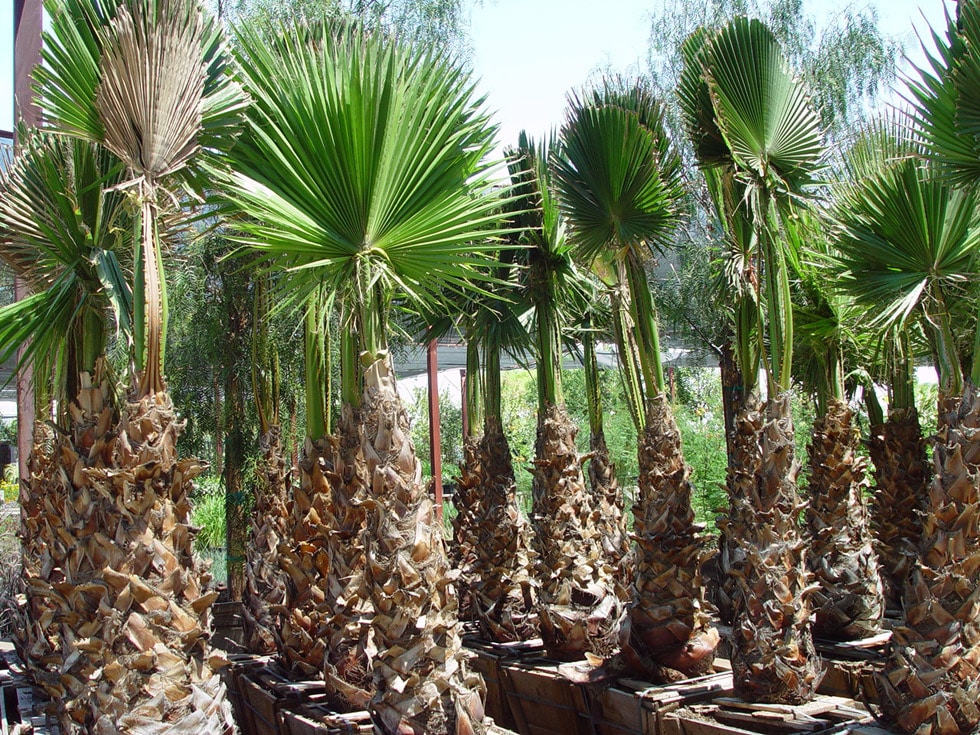 Sago Palm