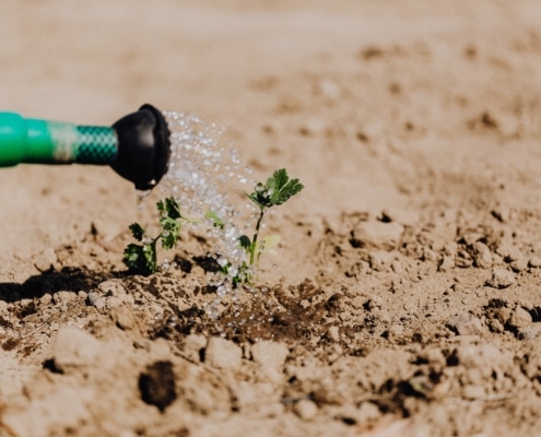 Watering-plants-las-vegas