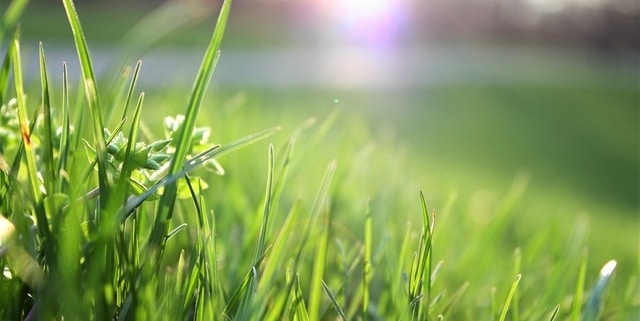 blade-of-grass-depth-of-field-environment-garden