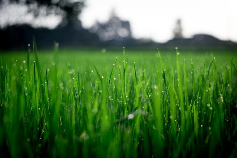 shallow-focus-photography-of-green-grasses-during-daytime