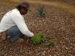 spring irrigation cleaning