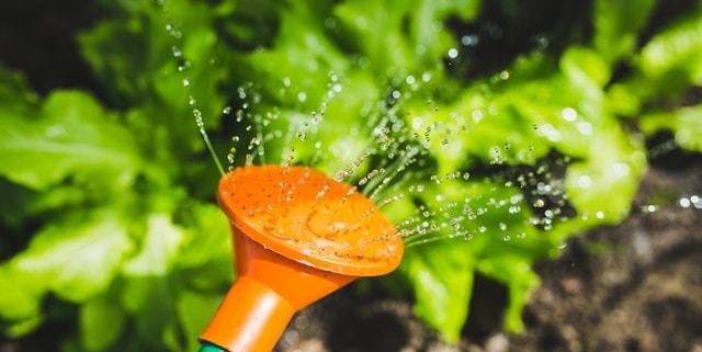 watering-plants-with-a-watering-can