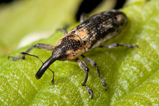 weevil