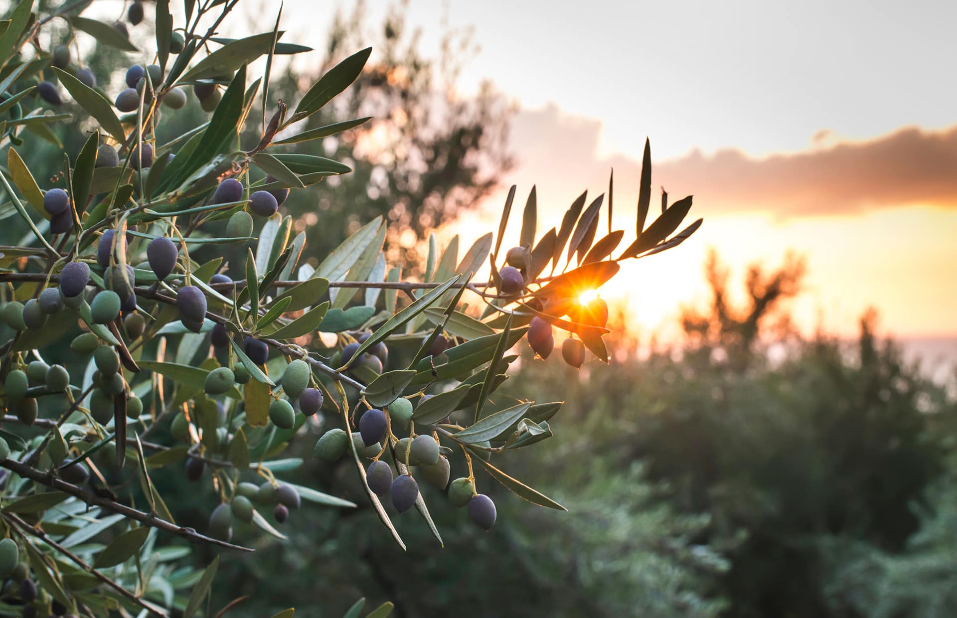 olive tree spraying