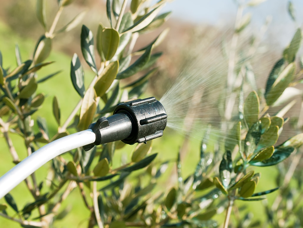 Spraying olive tree