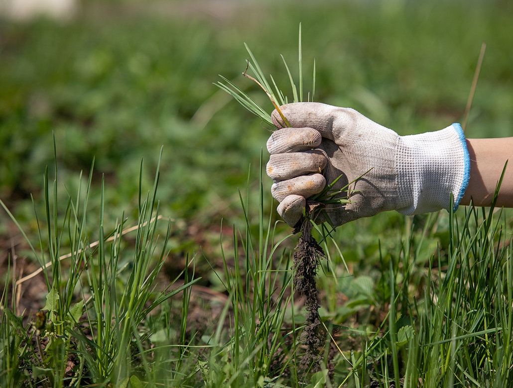 weed control