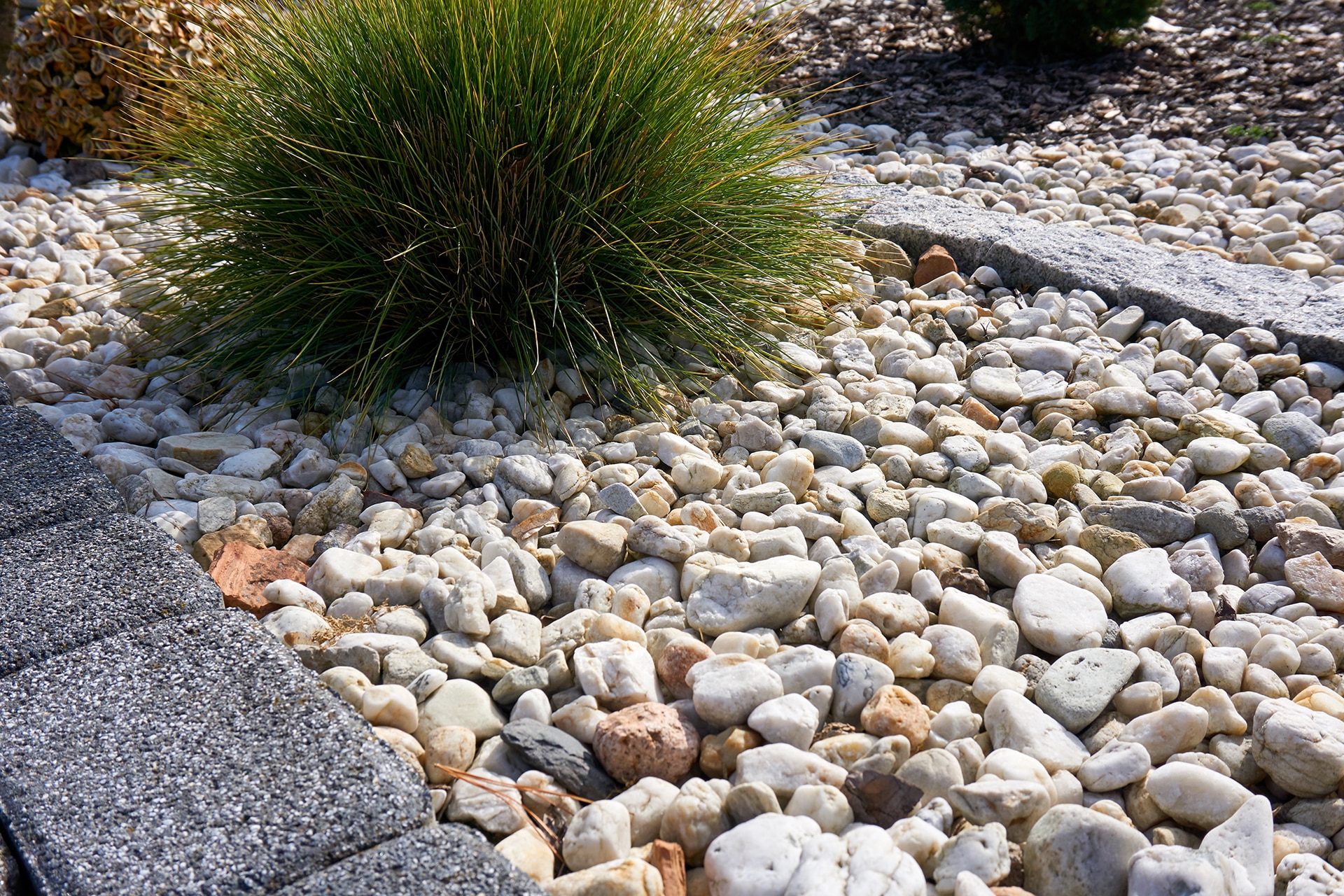 A single grass shrub casting a small shadow surrounded by pebble