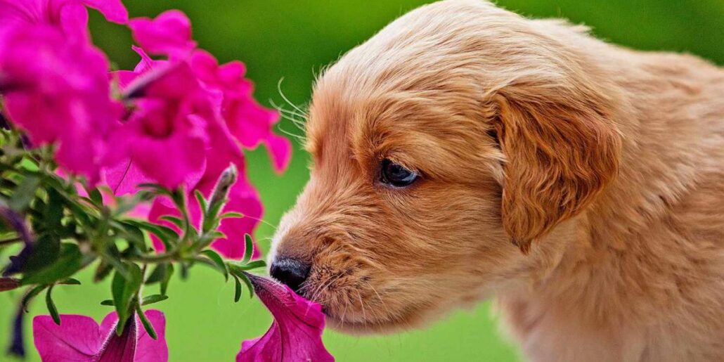 Backyard Ideas for Dogs | Best Dog-Friendly Landscaping