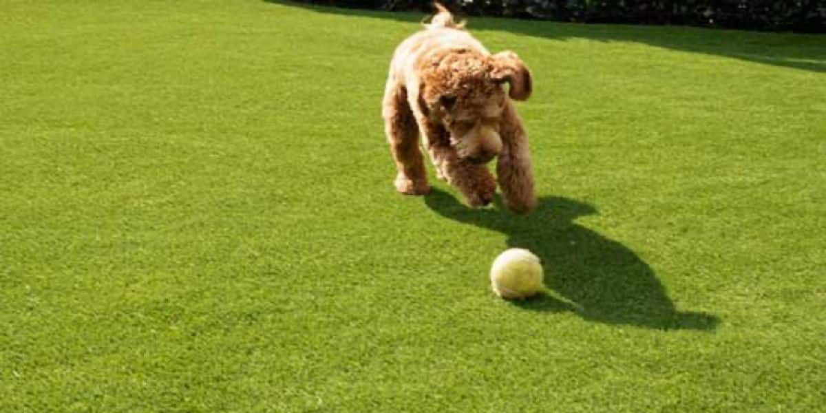synthetic turf for dogs