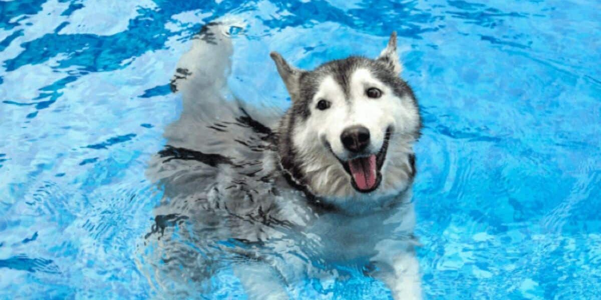dog friendly pool 
