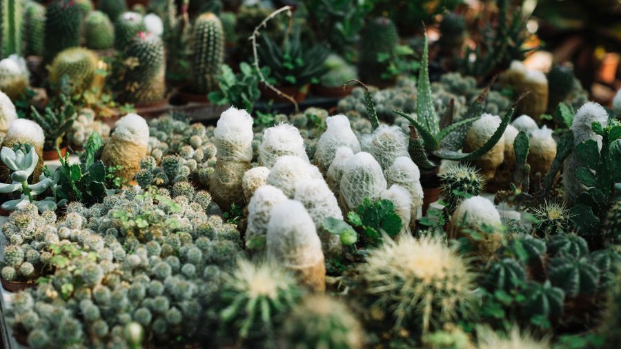 cactus gardens ideas