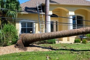 tree trimming cost