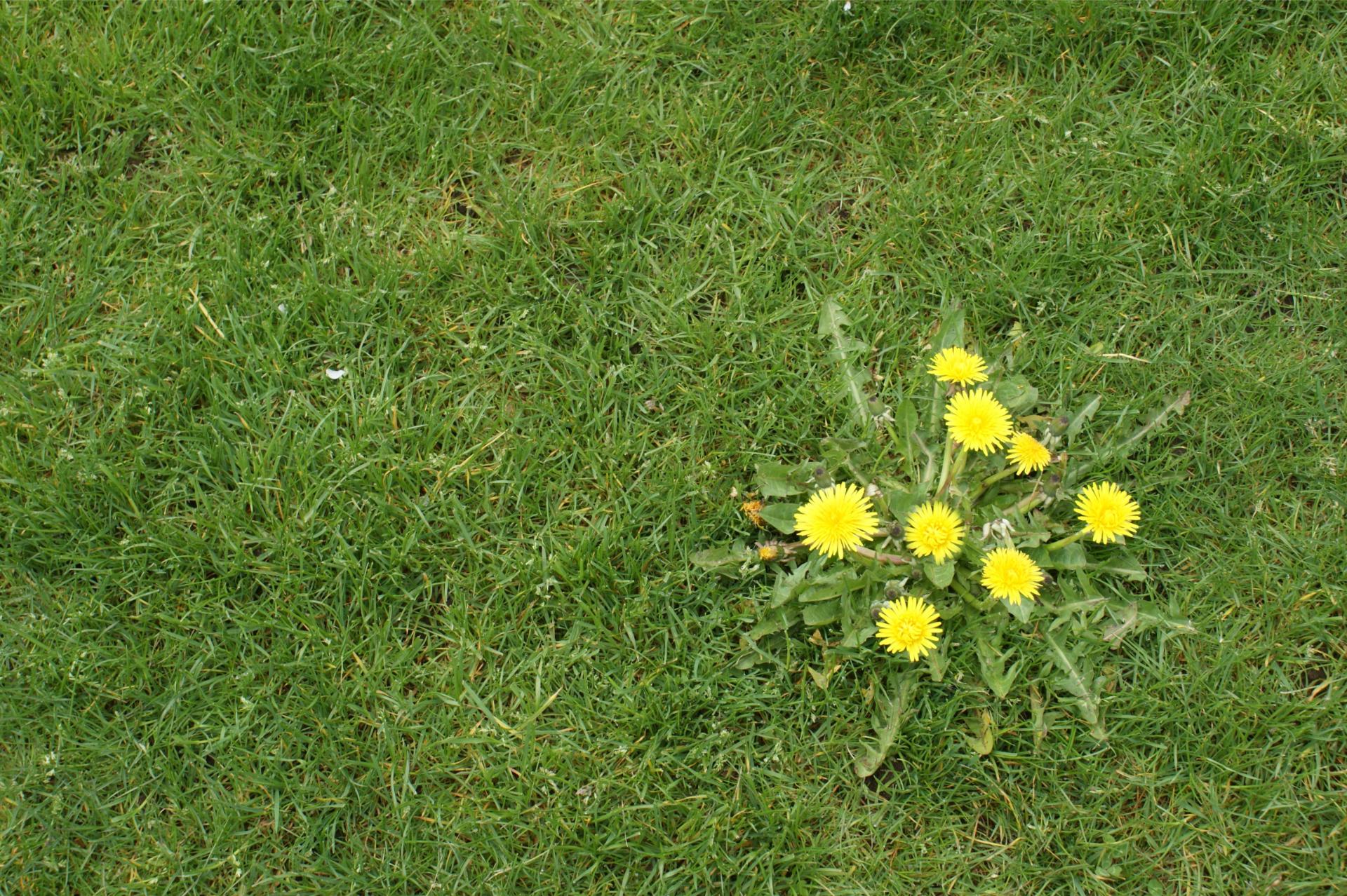 types of weeds in grass