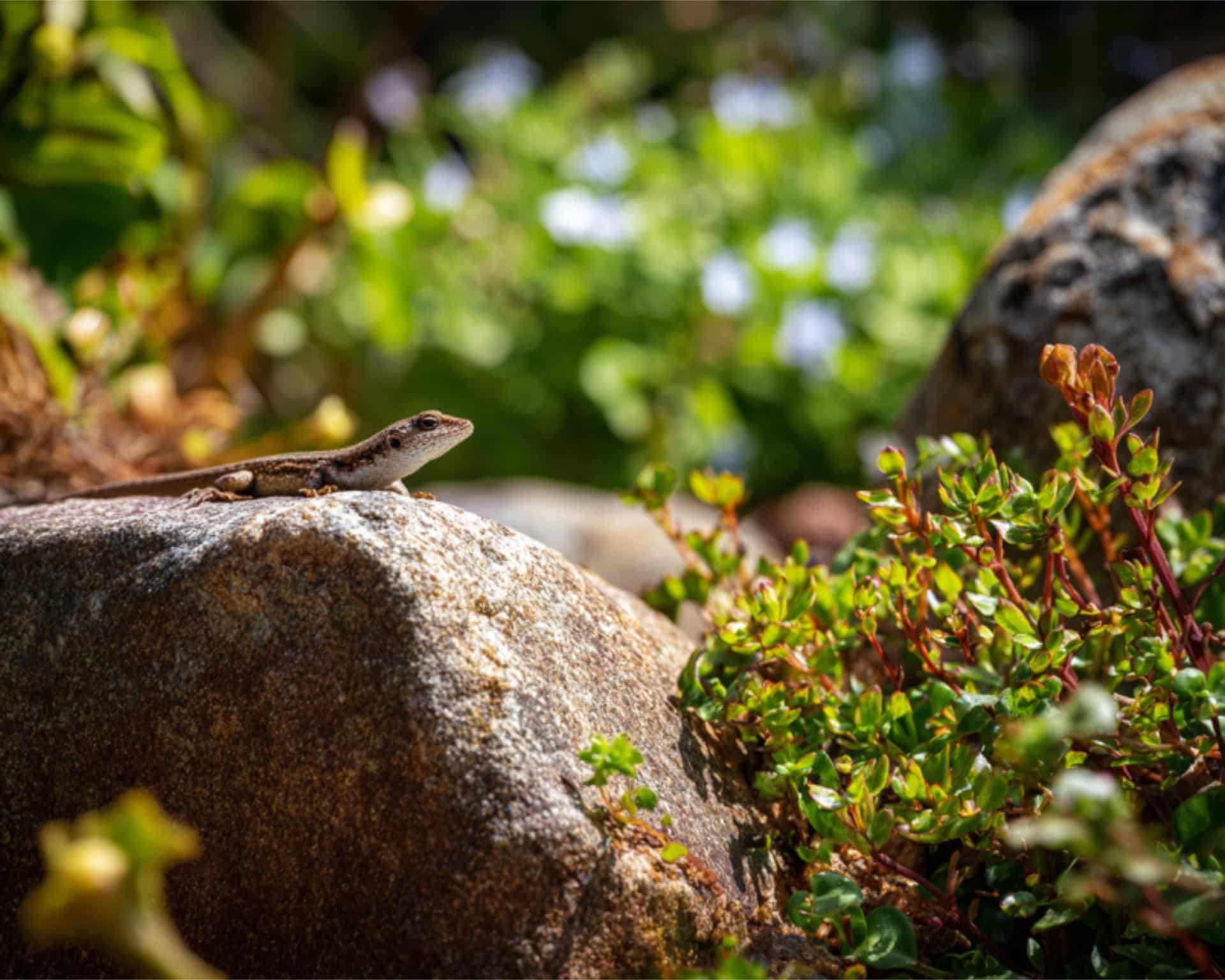 large rocks for landscaping