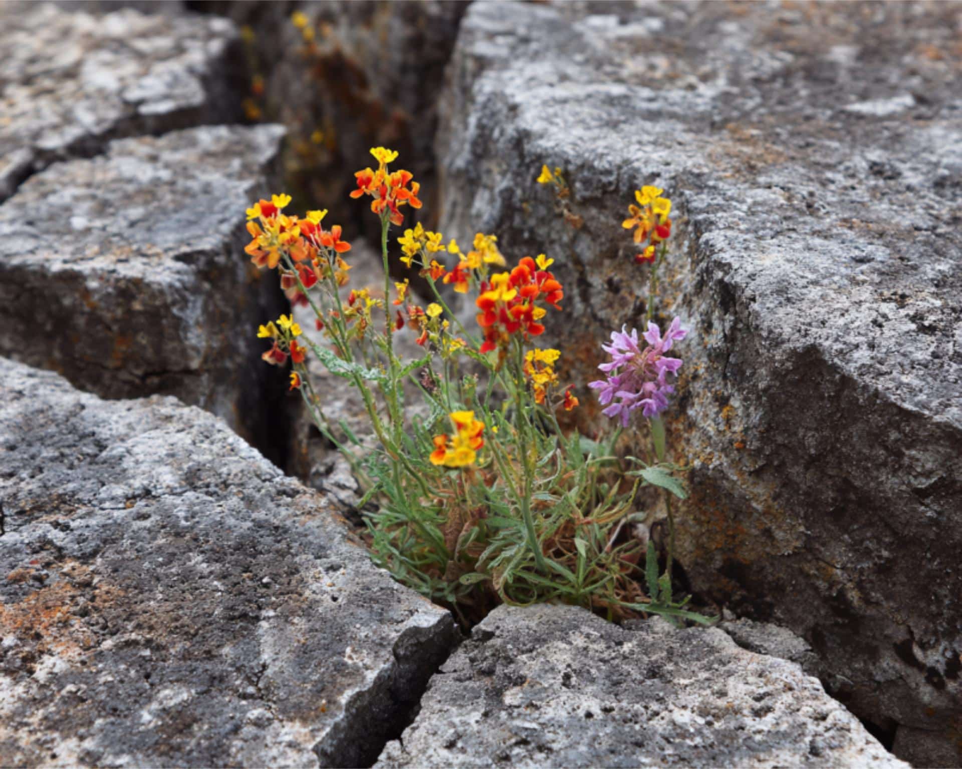 stone landscaping ideas