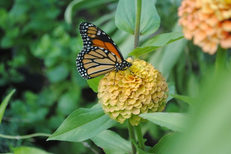 how to make a butterfly garden