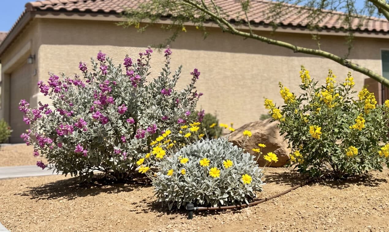 Image depicting plants that are good for desert landscaping