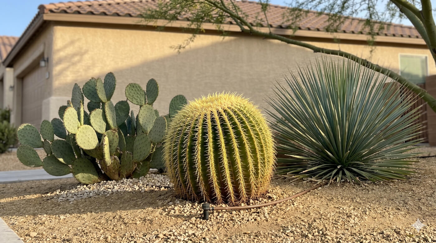 Image of drought-tolerant plants for landscaping