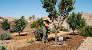 fruit tree care in Las Vegas