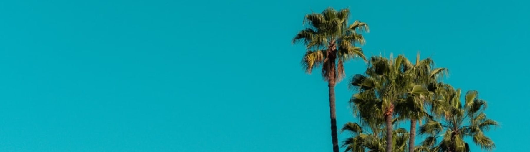 Low angle view of palm trees under a blue sky and sunlight during daytime