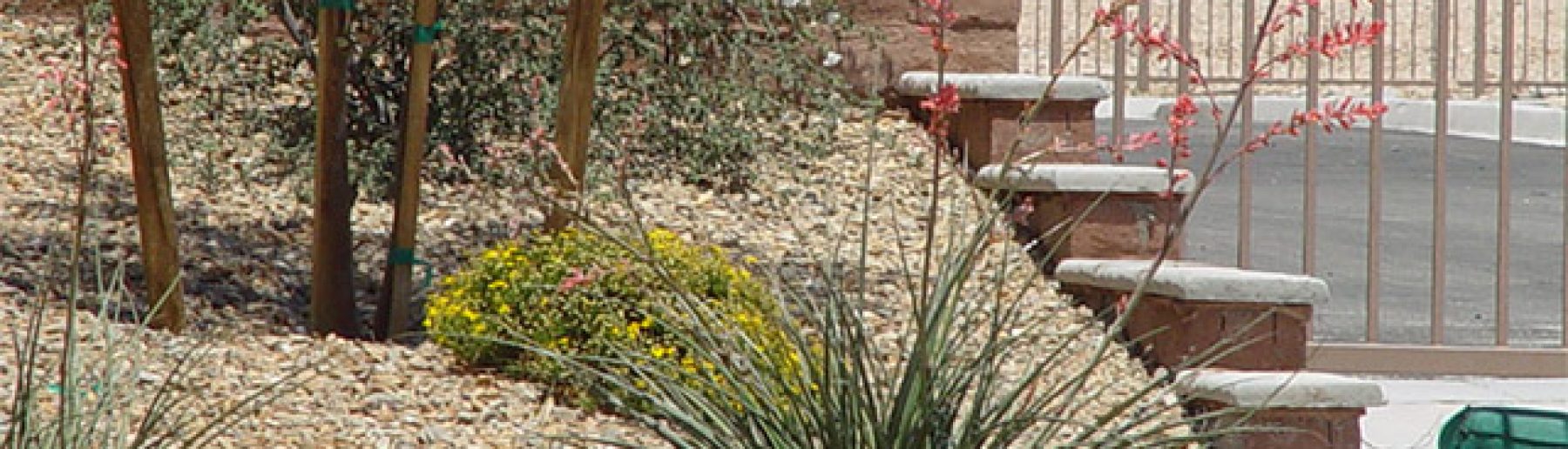 desert-landscaping-plants