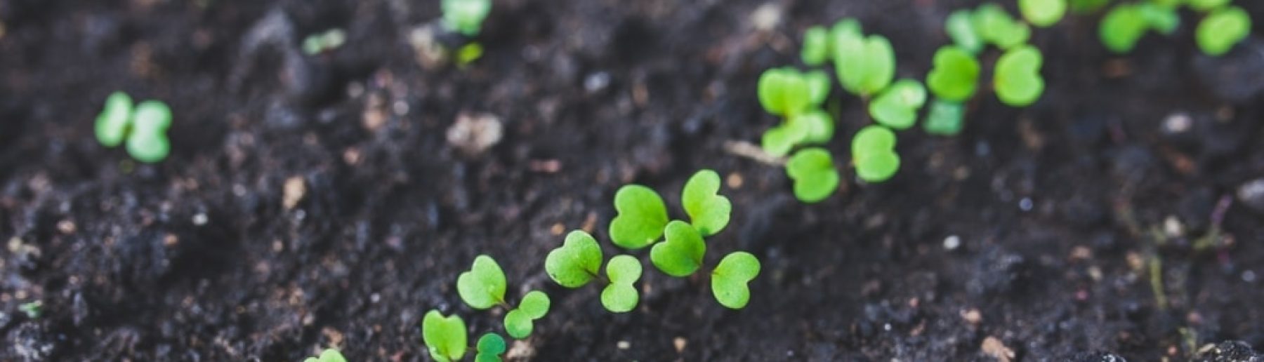 home-gardening-young-rucola-top-view