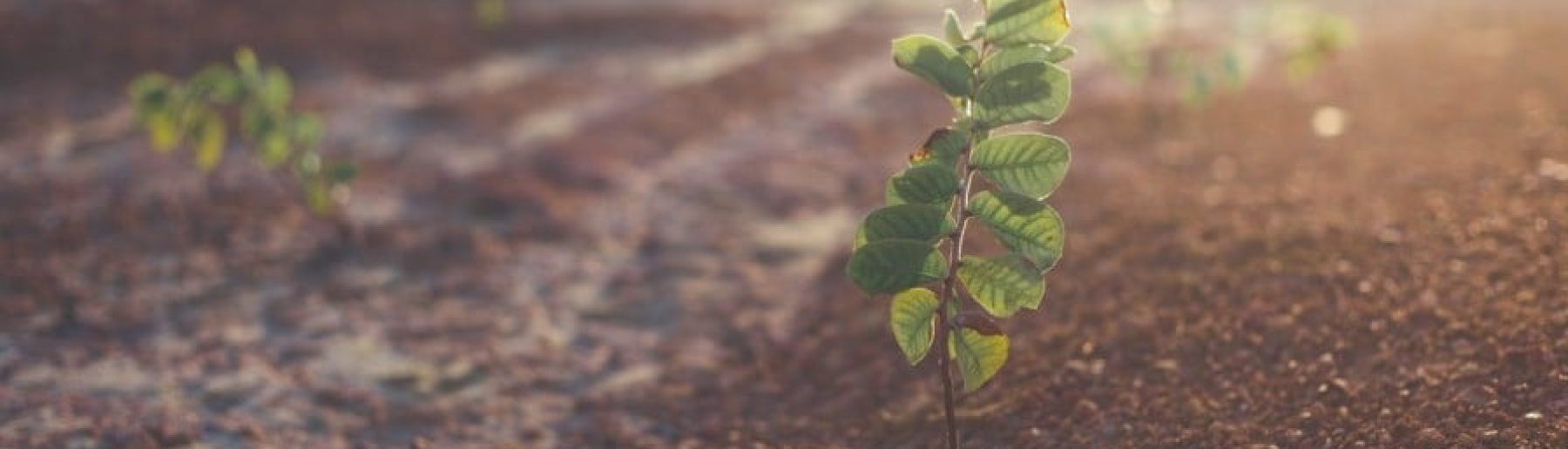 shallow-focus-photo-of-green-potted-plant