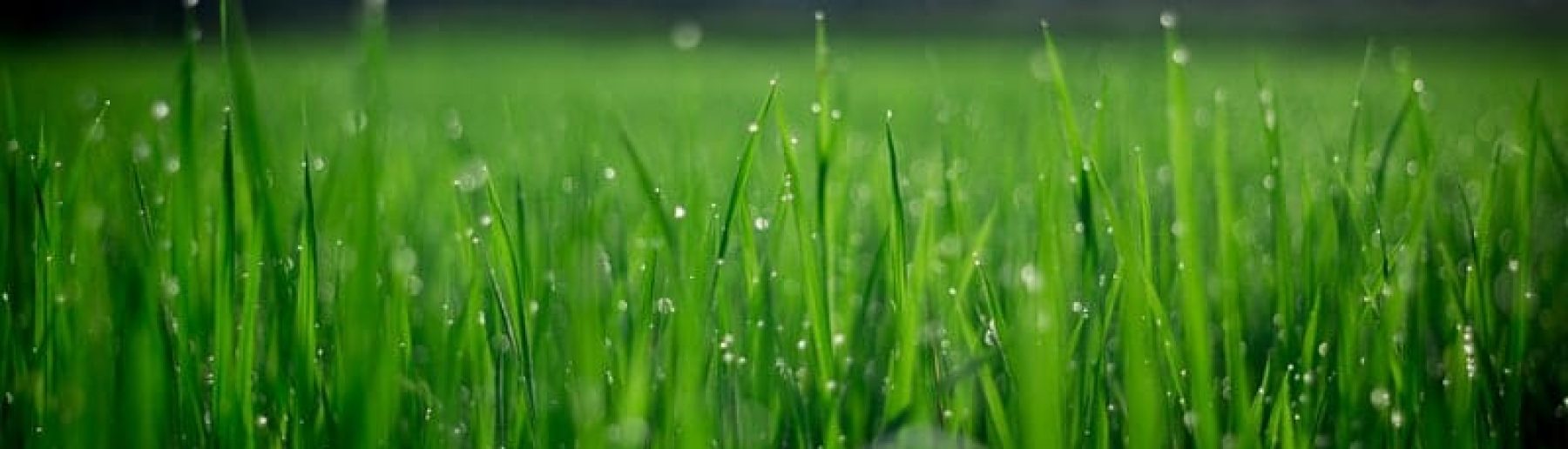 shallow-focus-photography-of-green-grasses-during-daytime